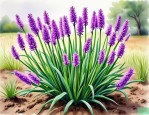 2025年韭菜花的种植方法