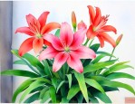 花期长适合北方养的花