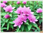 七叶一枝花哪种品种好
