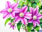 铁线莲插枝的养殖方法