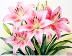 香水百合花的养殖方法