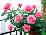 阳台月季花怎么养比较好