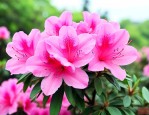 贵阳的杜鹃花什么时候开