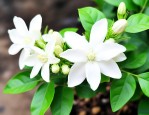 茉莉花用什么土养最好