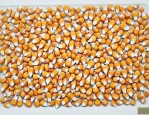 广宇503玉米种子简介