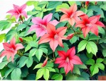 爬山虎的花长什么样子