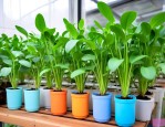 水培植物要加营养液吗