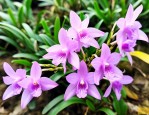 铁皮石斛花一斤多少钱
