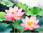芙蓉花是荷花还是莲花