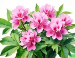 七叶一枝花的正确吃法