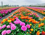 2025年北京时令花卉供应