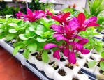 2025年水培植物哪个最好