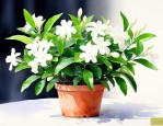 新买的茉莉花怎么养殖