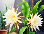 昙花室内养还是室外养