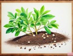植物靠哪些方法传播种子