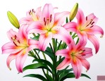 买百合花的时候怎么挑