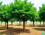 香樟树价格表45公分