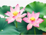 荷花椰子怎么传播种子