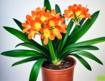 君子兰种植方法及养护