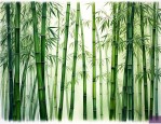 竹子属于乔木还是灌木