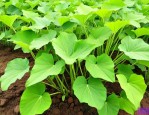魔芋种子是怎么种植的