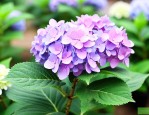 绣球花刚买回来就蔫了