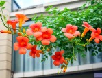 凌霄花可以种在楼顶吗