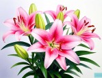 百合花多少钱一支价格