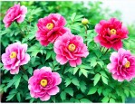 四川适合种植什么花卉