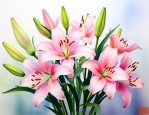水养百合花的养殖方法
