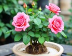 月季花水培多久能生根