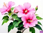 木槿花可以养在家里吗