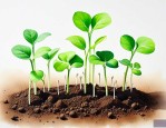 怎样能让种子快速发芽