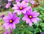 昆明紫色的花是什么花