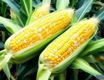 水果玉米是转基因玉米