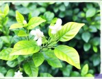 茉莉花新长的叶子发黄