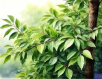 大香叶是什么树的叶子