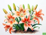 几月种百合花种球合适