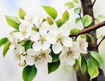 一朵梨花压海棠啥意思