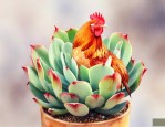 属鸡养什么多肉植物好