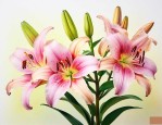 百合花花朵变枯怎么办