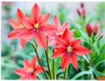 铁筷子花的寓意是什么