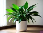 室内吸甲醛的绿植排名