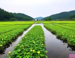 湖北水生植物种植基地