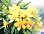 四川的黄桷兰是什么花