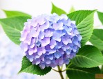 绣球花过了花期怎么办