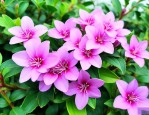 海南三七花有什么作用