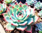 多肉植物石莲花属品种