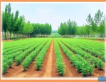 附近苗圃基地联系方式