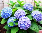 绣球花怎么养家庭养法